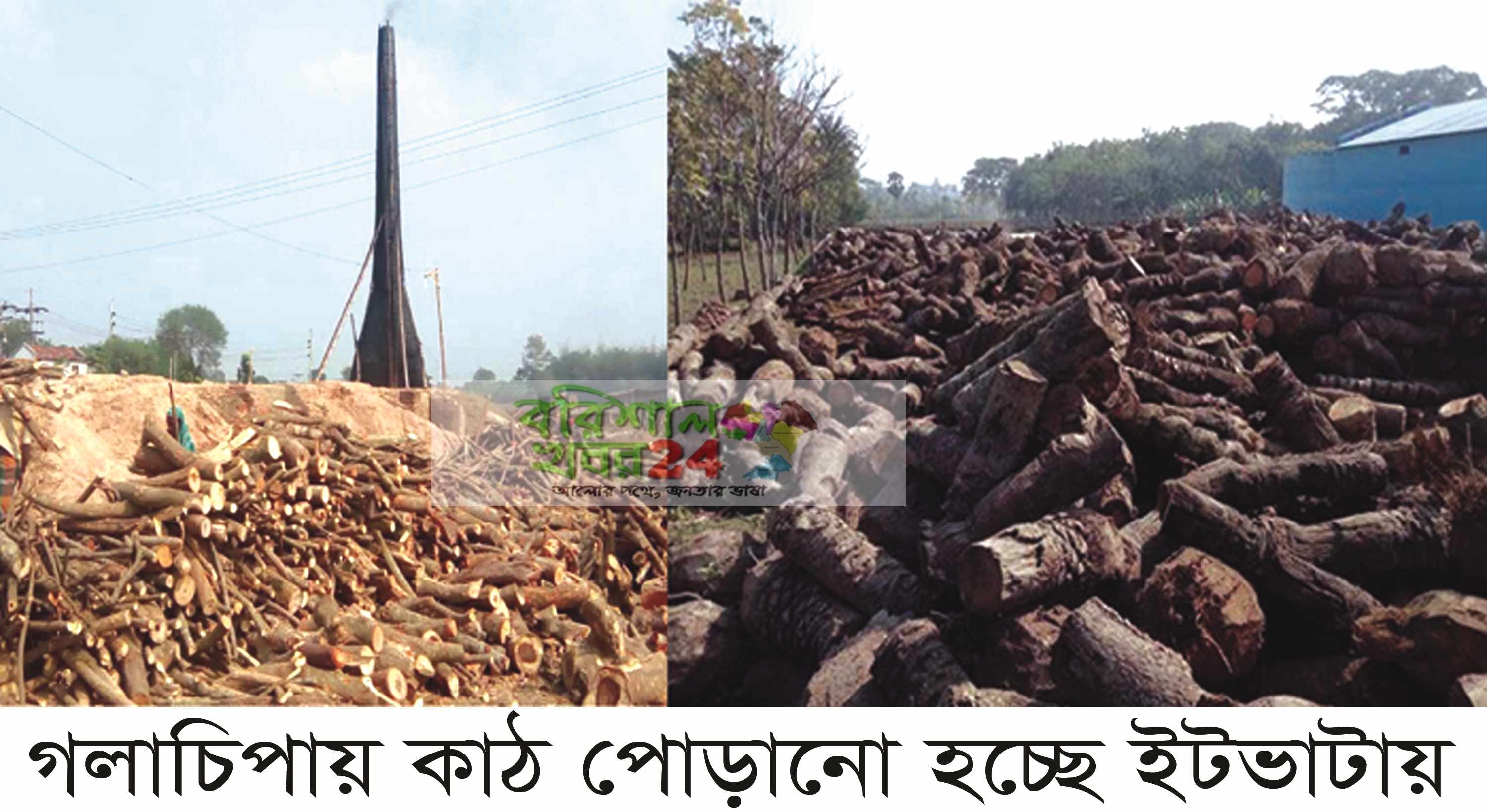 গলাচিপার ইটভাটায় পোড়ানো হচ্ছে কাঠ