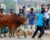 কোরবানি ও এর অর্থনৈতিক প্রভাব